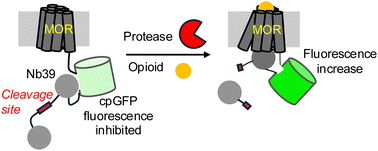 Graphical abstract: Functionalization of a versatile fluorescent sensor for detecting protease activity and temporally gated opioid sensing