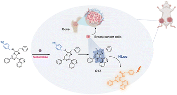 Graphical abstract: Real-time bioluminescence imaging of nitroreductase in breast cancer bone metastasis