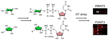 Graphical abstract: Chemical synthesis of natural and azido-modified UDP-rhamnose and -arabinofuranose for glycan array-based characterization of plant glycosyltransferases