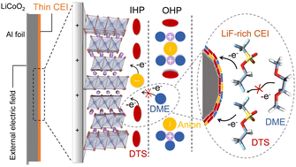 Graphical abstract: Regulation of the cathode inner Helmholtz plane in dilute ether electrolytes using an electric-field-responsive solvent for high-voltage lithium metal batteries