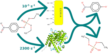 Graphical abstract: Metalloenzyme-inspired approach to the design and applications of phosphatase-mimetic nanozymes. Bridging the inorganic and organic worlds