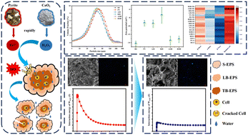 Graphical abstract: Improvement of sludge dewatering by calcium peroxide activated with pyrite: performances, mechanisms and implications