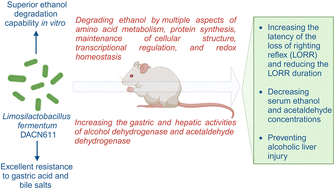 Graphical abstract: Degradation effects and mechanisms of Limosilactobacillus fermentum on ethanol