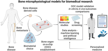 Graphical abstract: Bone microphysiological models for biomedical research