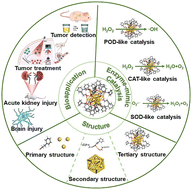 Graphical abstract: Enzyme-mimic catalytic activities and biomedical applications of noble metal nanoclusters