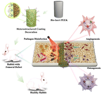 Graphical abstract: Metal element-fusion peptide heterostructured nanocoatings endow polyetheretherketone implants with robust anti-bacterial activities and in vivo osseointegration