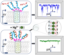 Graphical abstract: Repurposing an antimicrobial peptide for the development of a dual ion channel/molecular receptor-like platform for metal ion detection