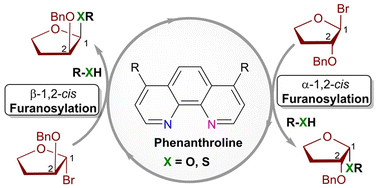 Graphical abstract: Why is thiol unexpectedly less reactive but more selective than alcohol in phenanthroline-catalyzed 1,2-cis O- and S-furanosylations?