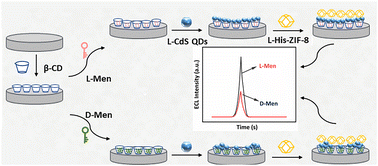 Graphical abstract: The potential of an MOF accelerator in an electrochemiluminescence system for sensitive detection of menthol enantiomers