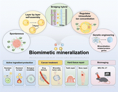 Graphical abstract: Biomimetic mineralization: construction and biomedical applications of biohybrid materials