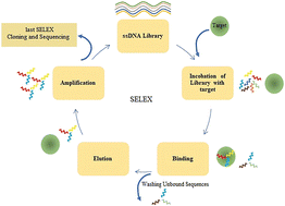 Graphical abstract: Prediction of aptamer affinity using an artificial intelligence approach