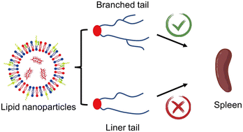 Graphical abstract: Enhancing spleen-targeted mRNA delivery with branched biodegradable tails in lipid nanoparticles