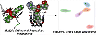 Graphical abstract: Biosensing and biorecognition with water-soluble macrocyclic hosts