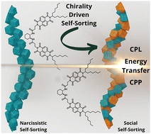 Graphical abstract: Chirality driven self-sorting in supramolecular assemblies of π-conjugated systems