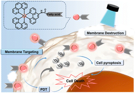 Graphical abstract: Polypyridyl ruthenium(ii) complexes functionalized with fatty acids for photodynamic therapy and induction of pyroptosis