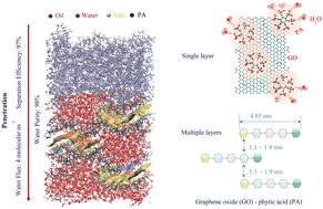 Graphical abstract: Uncovering the dual function of phytic acid in stabilizing graphene oxide nanomembranes and enabling selective permeation for oil–water separation by molecular dynamics simulations