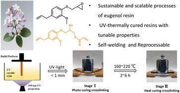 Graphical abstract: Sustainable and efficient preparation of eugenol-based resin and its application in UV-thermally cured 3D printing
