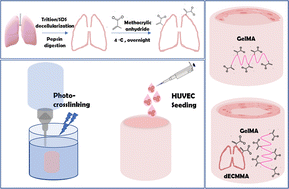 Graphical abstract: Methacrylated pulmonary dECM-enriched GelMA bioinks promote endothelialization and angiogenesis in 3D printed tubular constructs