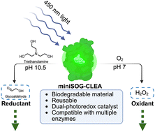 Graphical abstract: MiniSOG as a biodegradable heterogeneous photocatalyst for coupled redox biotransformations
