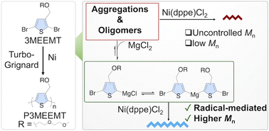 Graphical abstract: Uncovering a radical-mediated mechanism in the Kumada catalyst transfer polymerization of glycolated polythiophenes
