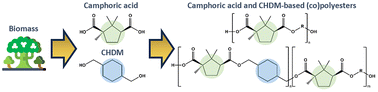 Graphical abstract: Synthesis and characterization of biobased (co)polyesters derived from cyclic monomers: camphoric acid and 1,4-cyclohexanedimethanol