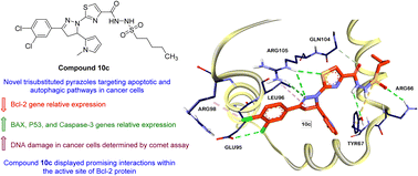 Graphical abstract: Targeting apoptotic pathways in cancer: design, synthesis, and molecular docking studies of 1,3,5-trisubstituted-1H-pyrazole derivatives with Bcl-2 inhibition and DNA damage potential