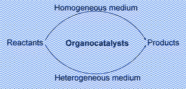 Graphical abstract: Organocatalytic reactions in water