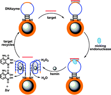 Graphical abstract: Ultrasensitive and selective DNA detection based on nicking endonuclease assisted signal amplification and its application in cancer cell detection