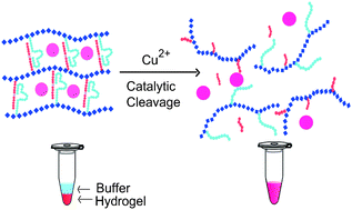 Graphical abstract: DNAzyme crosslinked hydrogel: a new platform for visual detection of metal ions