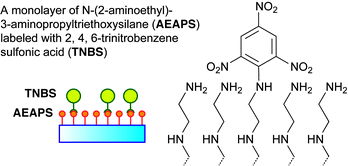 Graphical abstract: Molecular packing density of a self-assembled monolayer formed from N-(2-aminoethyl)-3-aminopropyltriethoxysilane by a vapor phase process