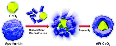 Graphical abstract: Apoferritin–CeO2 nano-truffle that has excellent artificial redox enzyme activity