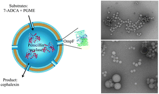 Graphical abstract: Polymer nanoreactors shown to produce and release antibiotics locally