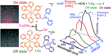 Graphical abstract: A CN− specific turn-on phosphorescent probe with probable application for enzymatic assay and as an imaging reagent