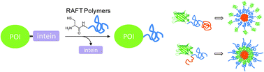 Graphical abstract: Site-specific conjugation of RAFT polymers to proteins via expressed protein ligation