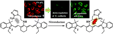 Graphical abstract: High selectivity imaging of nitroreductase using a near-infrared fluorescence probe in hypoxic tumor