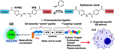 Graphical abstract: Site-specific cellular delivery of quantum dots with chemoselectively-assembled modular peptides