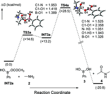Graphical abstract: Mechanism of arylboronic acid-catalyzed amidation reaction between carboxylic acids and amines