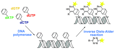 Graphical abstract: Synthesis and enzymatic incorporation of norbornene-modified nucleoside triphosphates for Diels–Alder bioconjugation