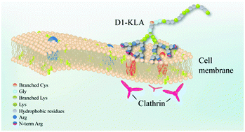 Graphical abstract: Designed cell penetrating peptide dendrimers efficiently internalize cargo into cells