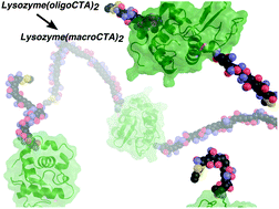 Graphical abstract: The best of both worlds: active enzymes by grafting-to followed by grafting-from a protein