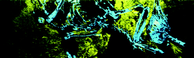 Graphical abstract: The mapping and differentiation of biological and environmental elemental signatures in the fossil remains of a 50 million year old bird