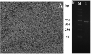 Graphical abstract: An amplified electrochemical aptasensor based on hybridization chain reactions and catalysis of silver nanoclusters