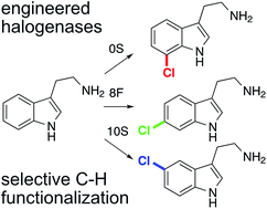 Graphical abstract: Directed evolution of RebH for catalyst-controlled halogenation of indole C–H bonds