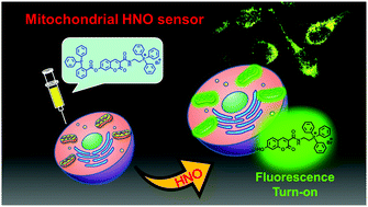 Graphical abstract: A bioorthogonal ‘turn-on’ fluorescent probe for tracking mitochondrial nitroxyl formation