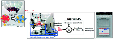 Graphical abstract: DNA biosensor combining single-wavelength colorimetry and a digital lock-in amplifier within a smartphone