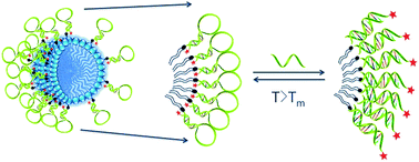 Graphical abstract: DNA micelle flares: a study of the basic properties that contribute to enhanced stability and binding affinity in complex biological systems