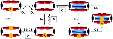Graphical abstract: Guest and solvent modulated photo-driven charge separation and triplet generation in a perylene bisimide cyclophane