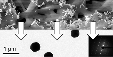 Graphical abstract: Self-assembly of gold supraparticles with crystallographically aligned and strongly coupled nanoparticle building blocks for SERS and photothermal therapy
