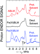 Graphical abstract: Exchangeable proton ENDOR as a probe of the redox-active iron center in activated bleomycin and ferric bleomycin