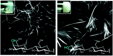 Graphical abstract: The effect of carbohydrate structures on the hydrogelation ability and morphology of self-assembled structures of peptide–carbohydrate conjugates in water